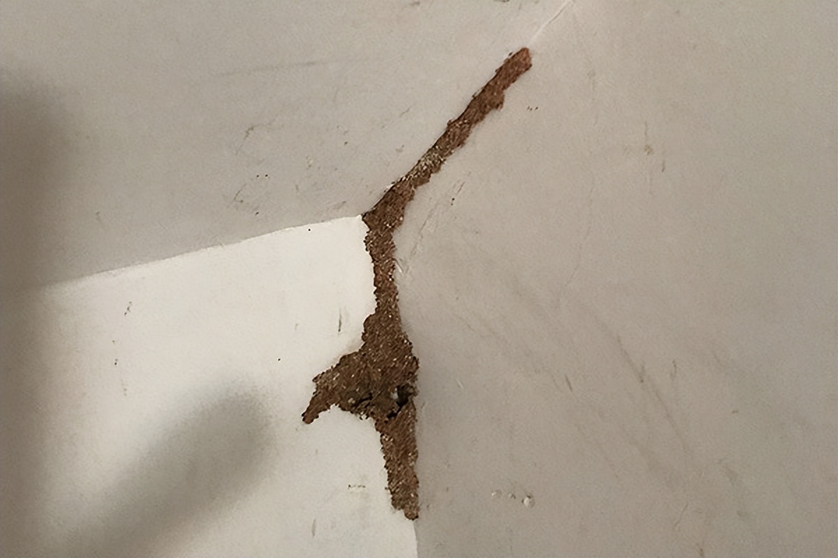 白蚁爆发期怎么防治,白蚁是不是发现几只就要马上治