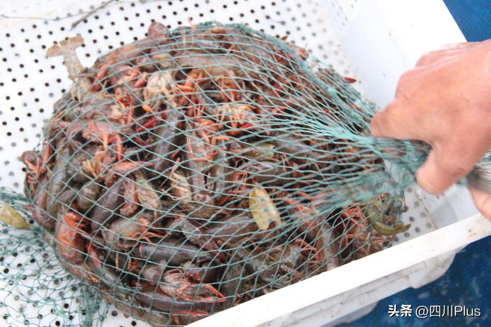 虾路相逢抖音,虾路相逢垂钓基地