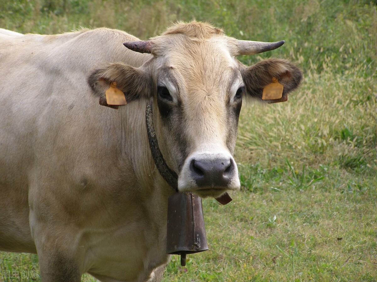 短文介绍了牛的哪些特点,说明文写一写牛的外形特点