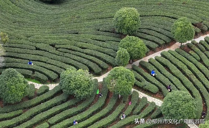 盛夏的风吹过茶园，穿过侗寨，在风情三江留恋不走~
