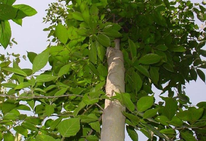 广东老板出资2万种植年入50万,广东老板白手起家全靠自己挣钱