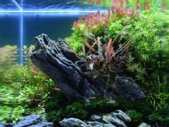 鱼缸玻璃内壁脏了怎么清洗,清洗鱼缸过滤棉的正确方法