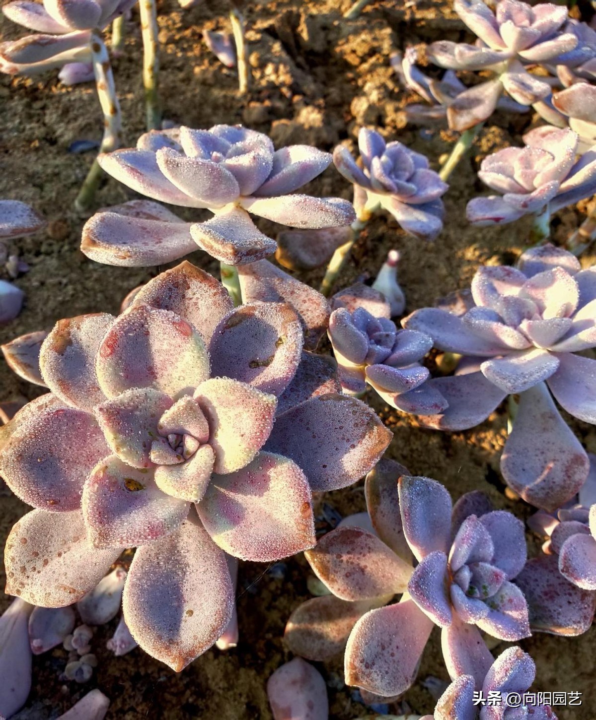 十大养不死易活的多肉品种,好养不死容易爆盆的多肉