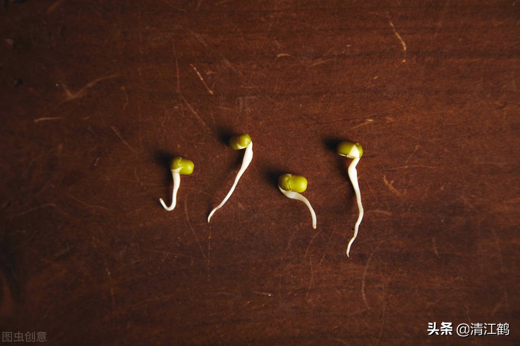 豆芽容易坏菜怎么办,豆芽生产常见问题解析