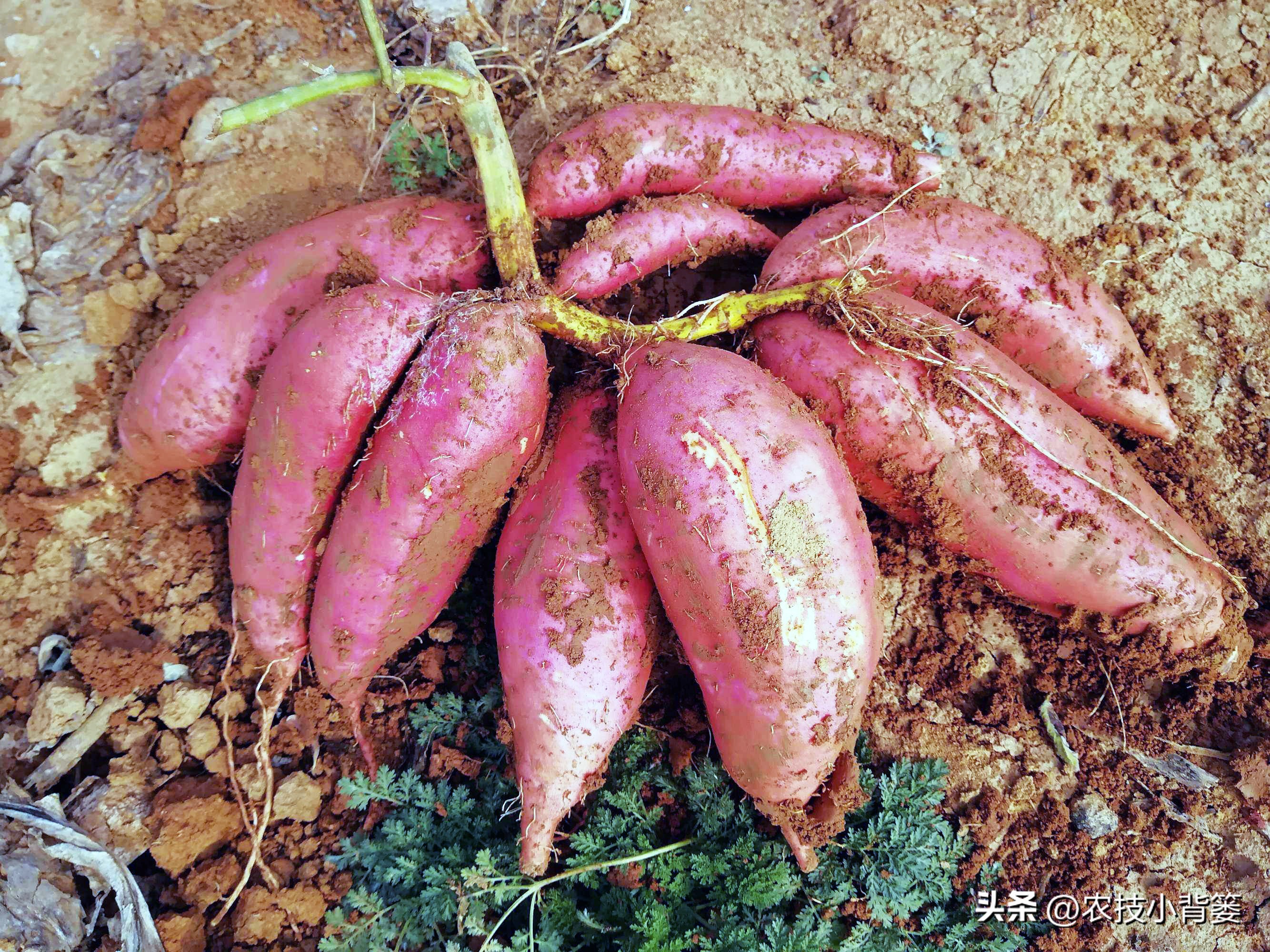 农村种植四种瓜增产有妙招,春天种瓜种植技术视频