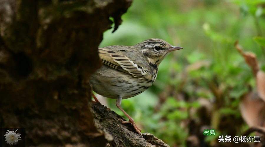 鑰佸疄鏈垎璇楀彞,鑰佸疄鏈垎