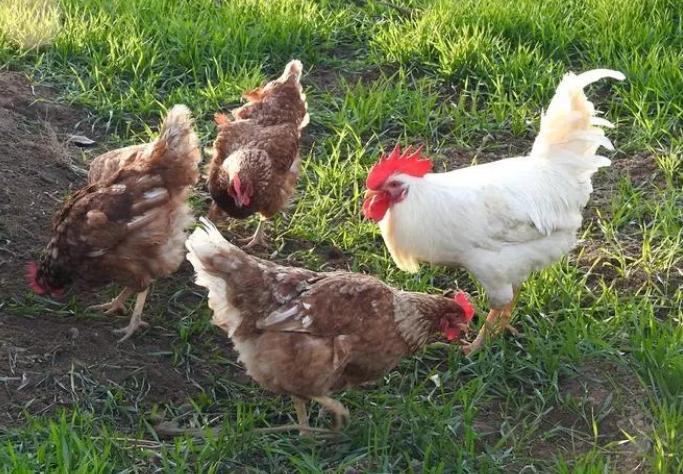 鸡缺钙吃什么药最好,鸡缺钙的症状和防治方法