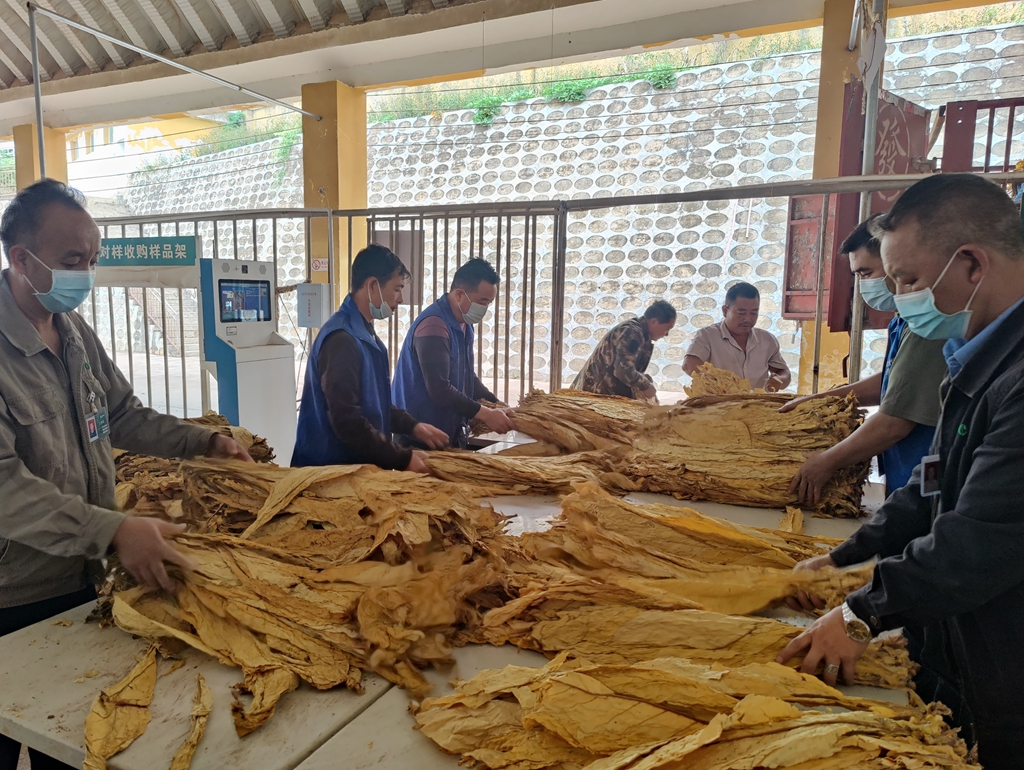 四川的烟叶收购价格 (烟叶收购四川)