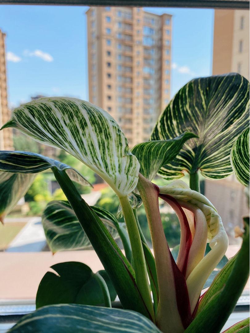 16种喜阴蔬菜,16种适合夏天养的花