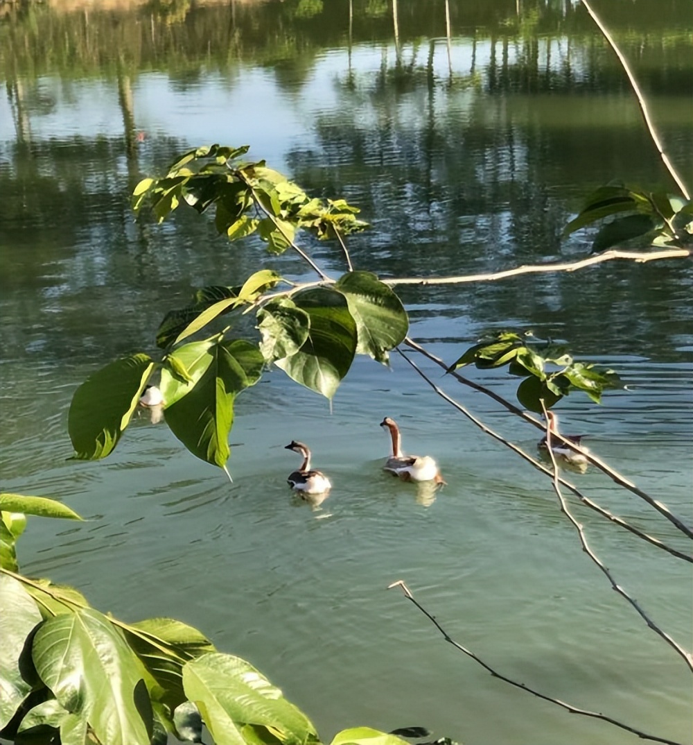 惠州适合踏青游玩的地方推荐,博罗适合春游踏青