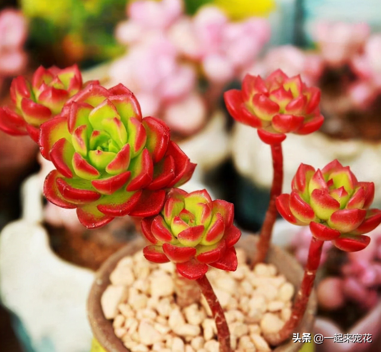 想要多肉快速生根的方法,多肉蒂亚怎么养才能爆盆