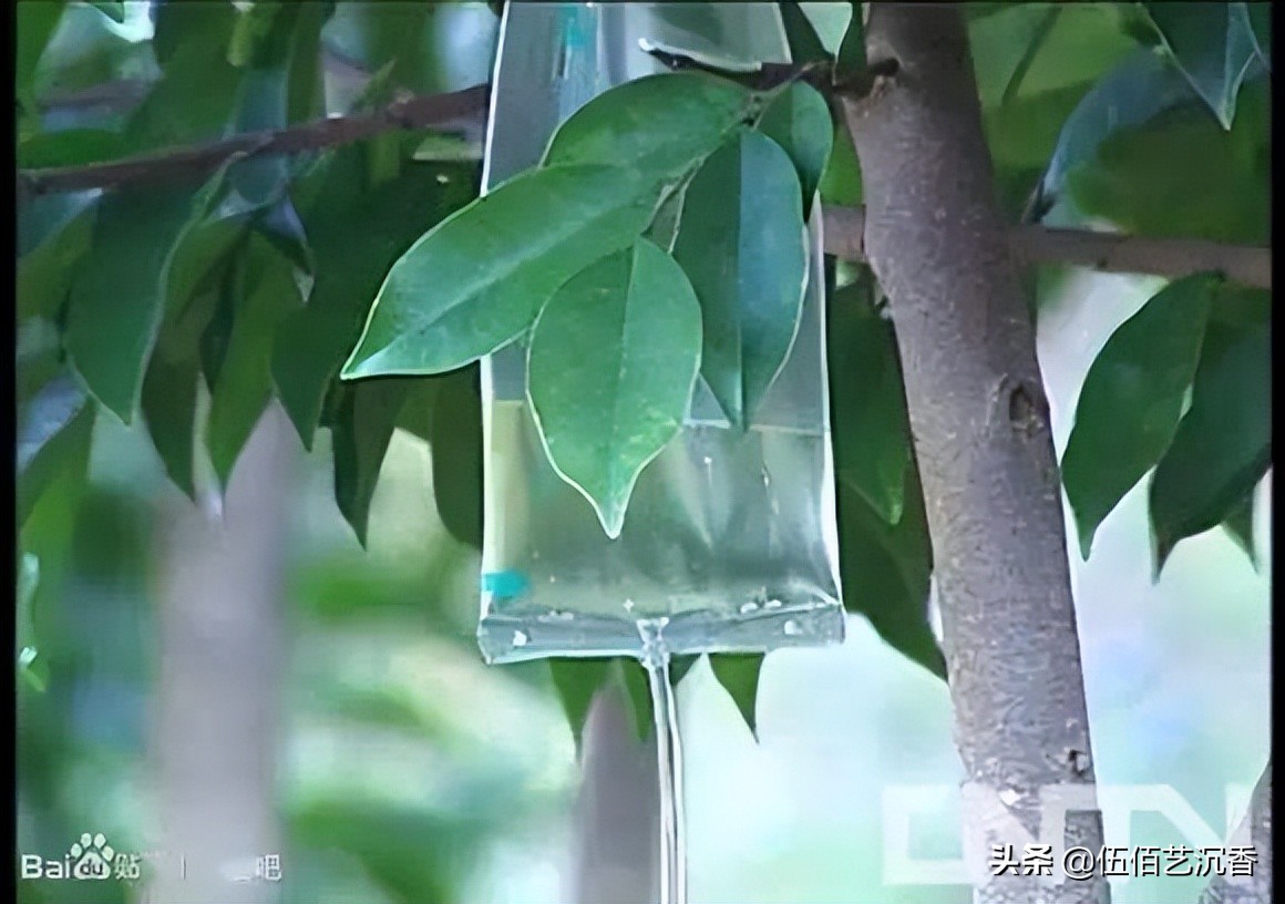 沉香造假最新视频,沉香造假的手法