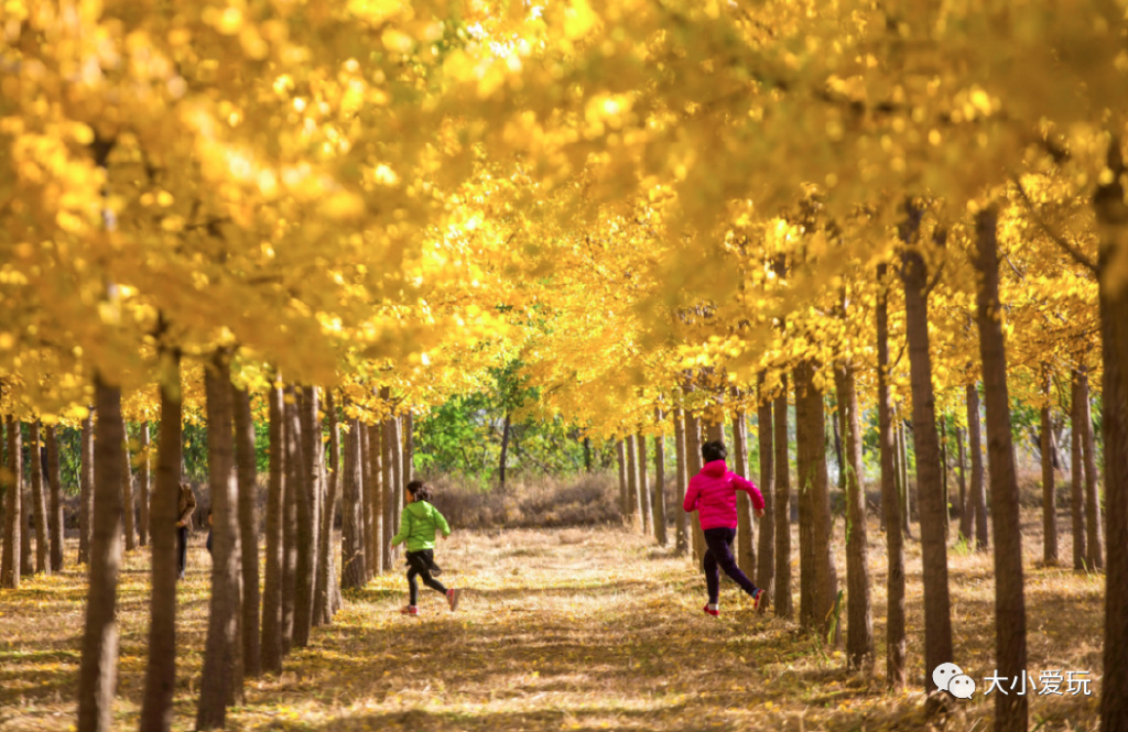银杏最美的地方,金秋十月最美的银杏