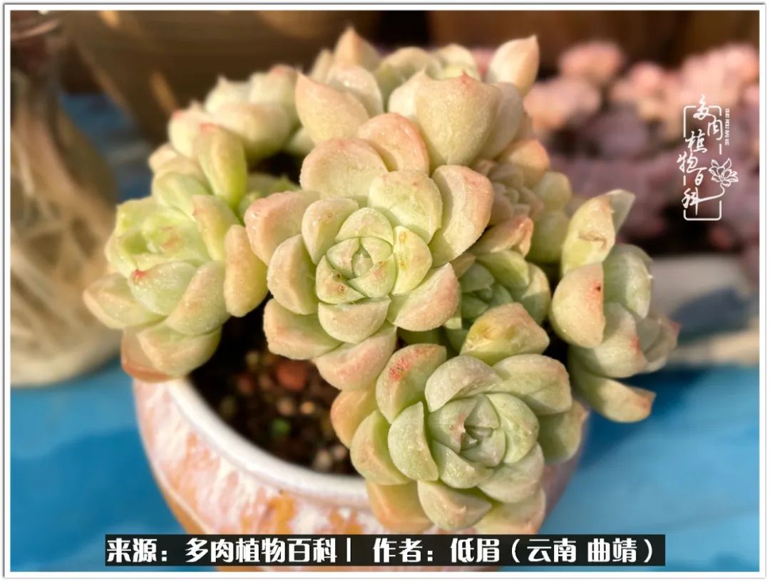 玉露多肉冬季分盆,玉露多肉怎样才能晶莹剔透