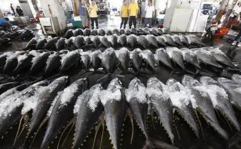 姚明公益广告拒绝吃鱼翅,姚明吃鱼翅原视频