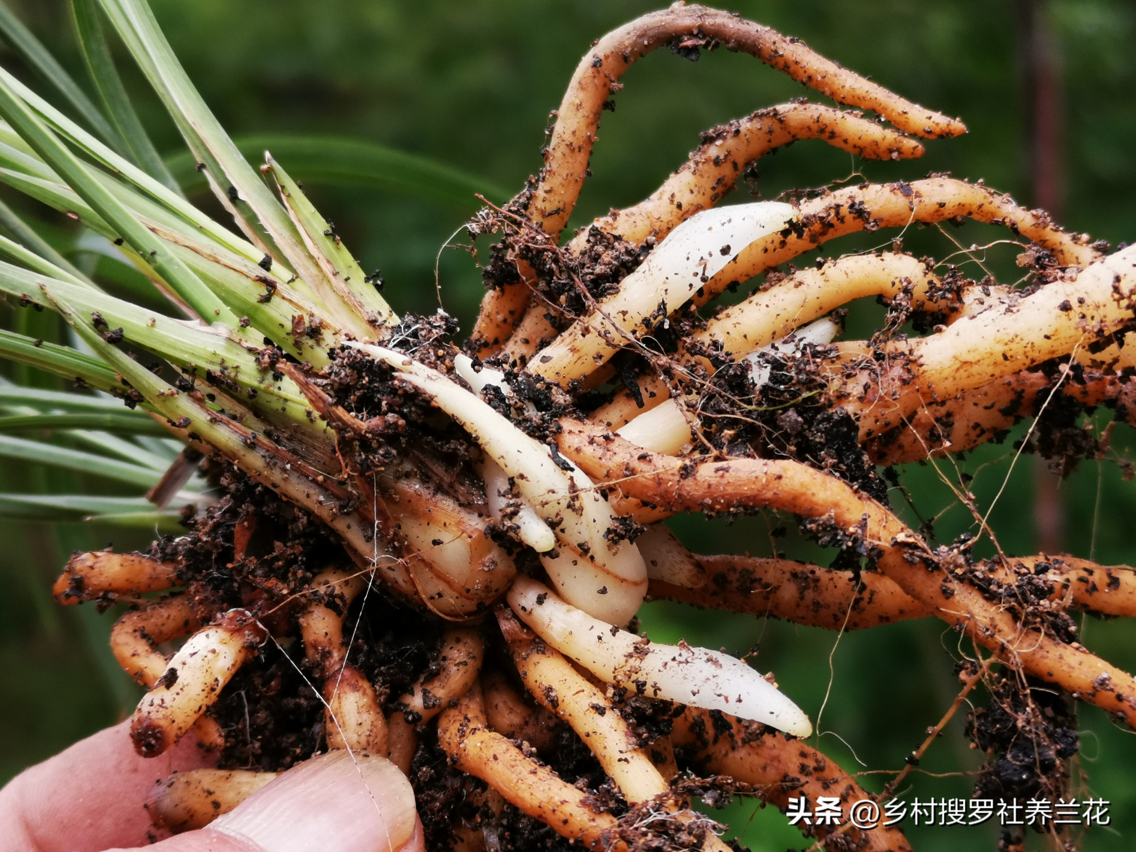 新手兰花不开花怎么办,新手养兰花不能做的事