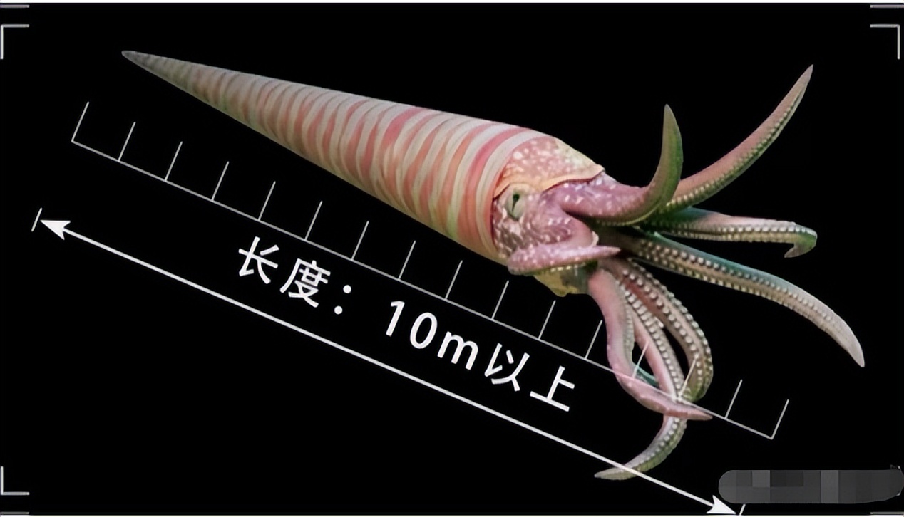 人类的祖先被昆虫吃了几亿年,人类的祖先遇到过巨型昆虫吗