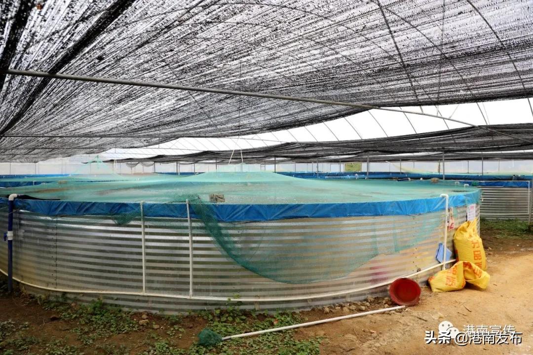 圆桶养殖新模式,致富经圆桶养鱼新模式技术视频