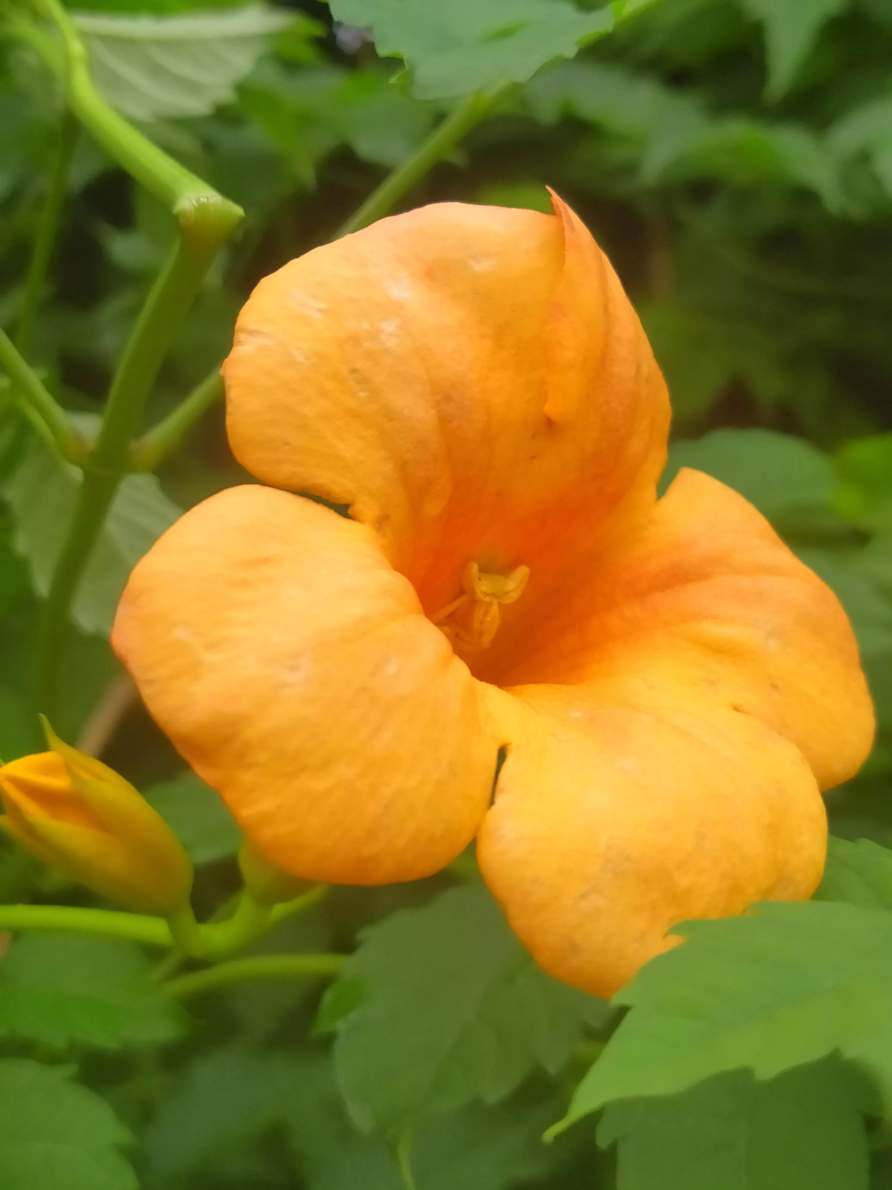 偏黄色的凌霄花好看,凌霄花娇艳绚丽