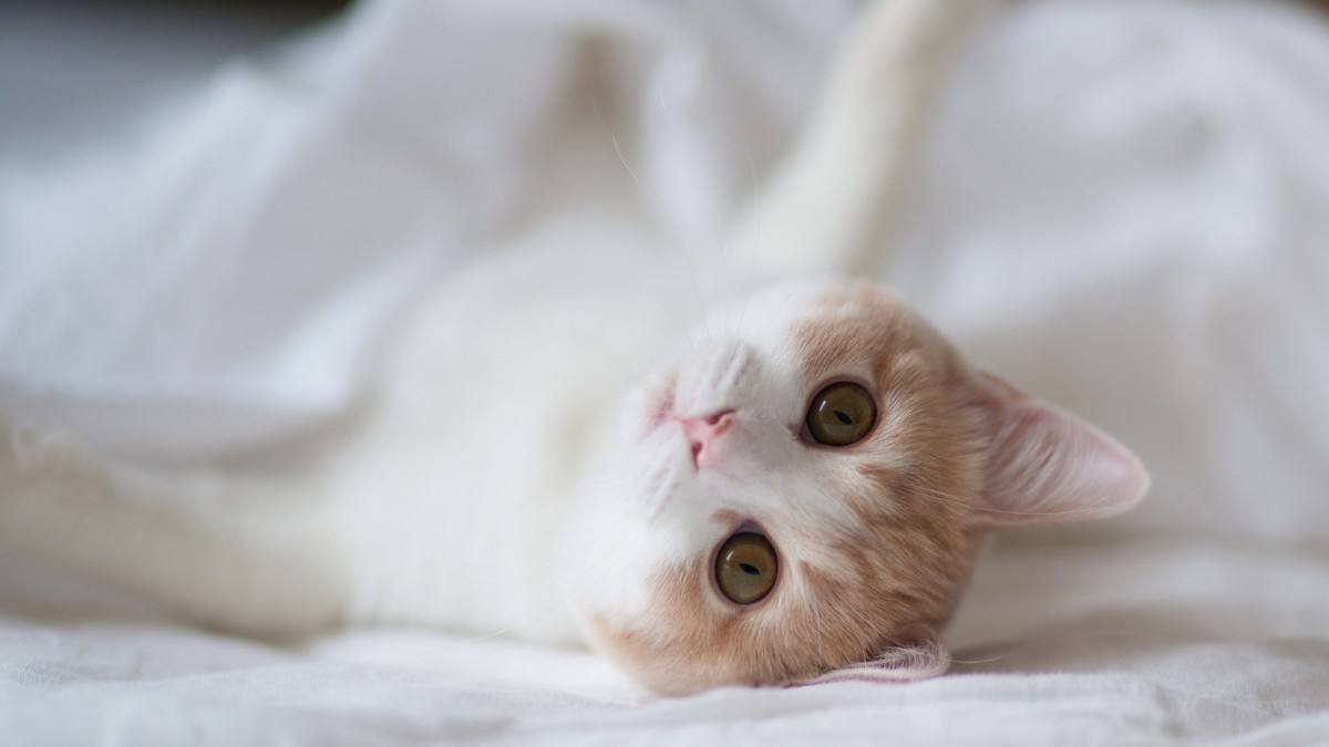 为啥宝宝会有虚岁,真不知道长大的意义是什么