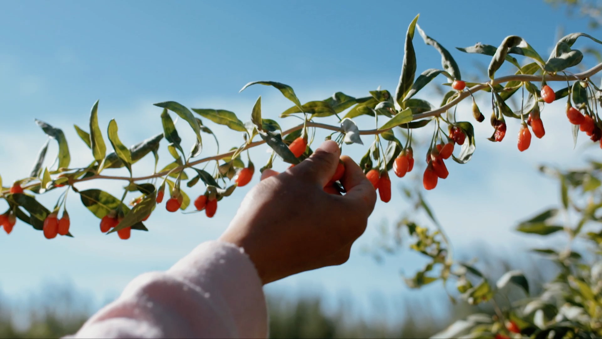 青藏高原诺木洪枸杞,青海诺木洪枸杞什么时候采摘结束