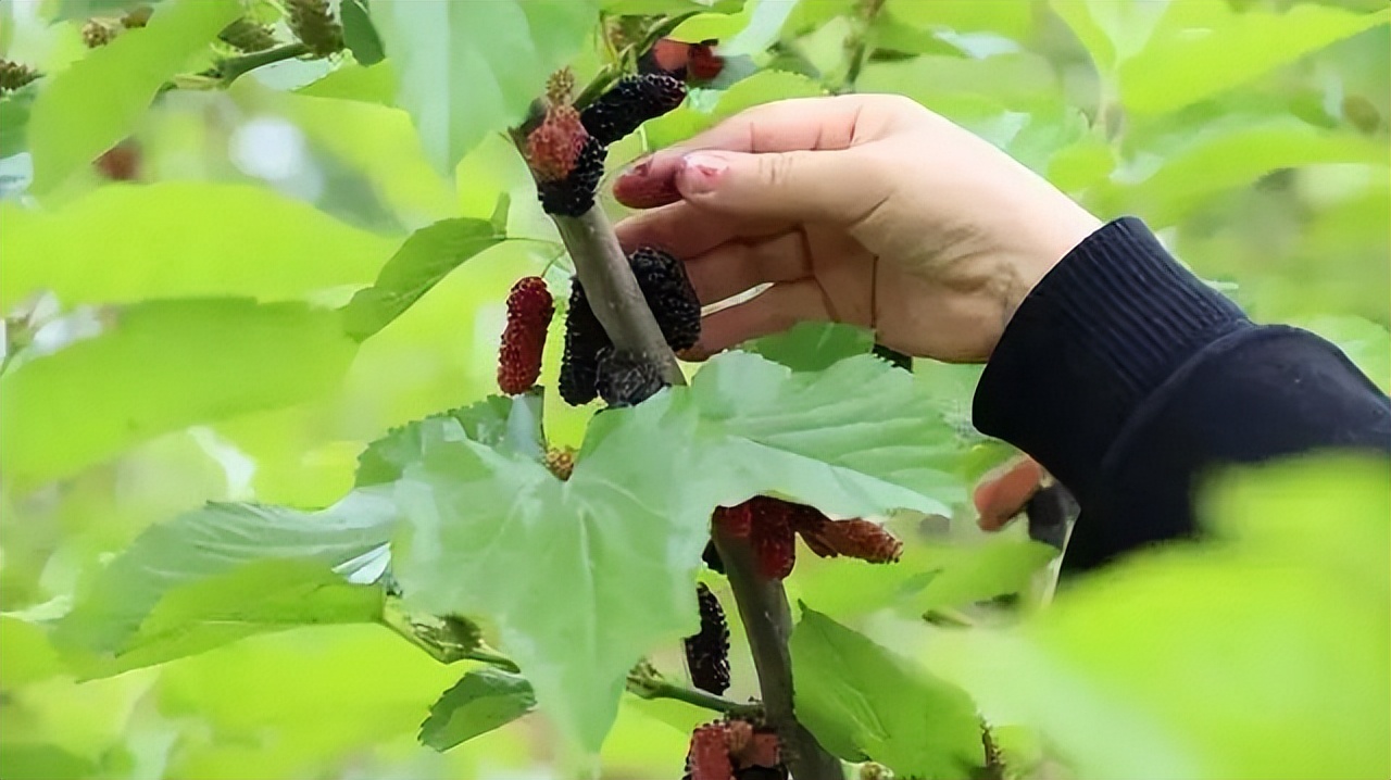 四川内江到云南旅游自驾游路线,重庆四川南充旅游线路攻略
