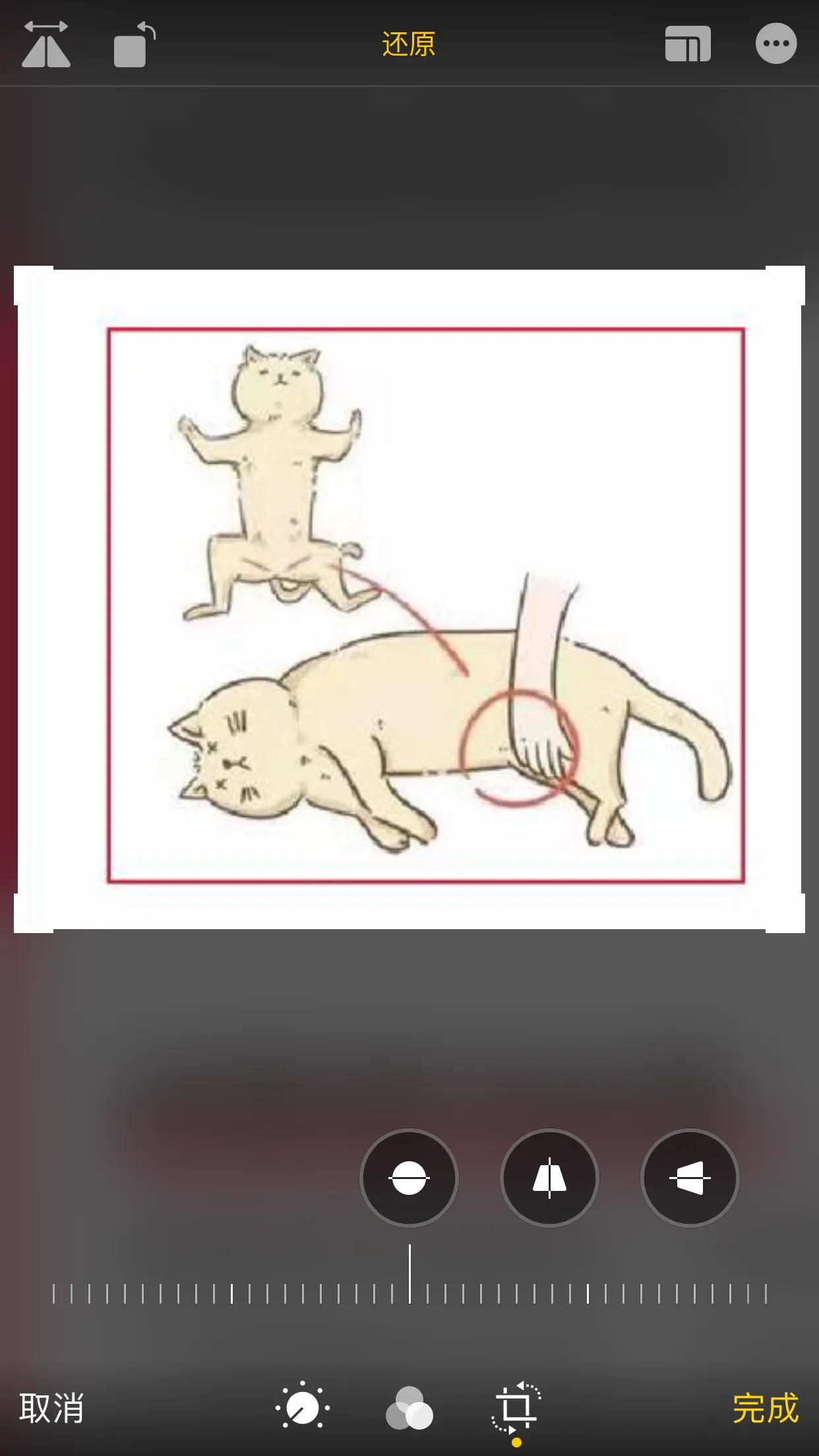 急救知识心肺复苏猫咪,如何正确给小奶猫做心肺复苏