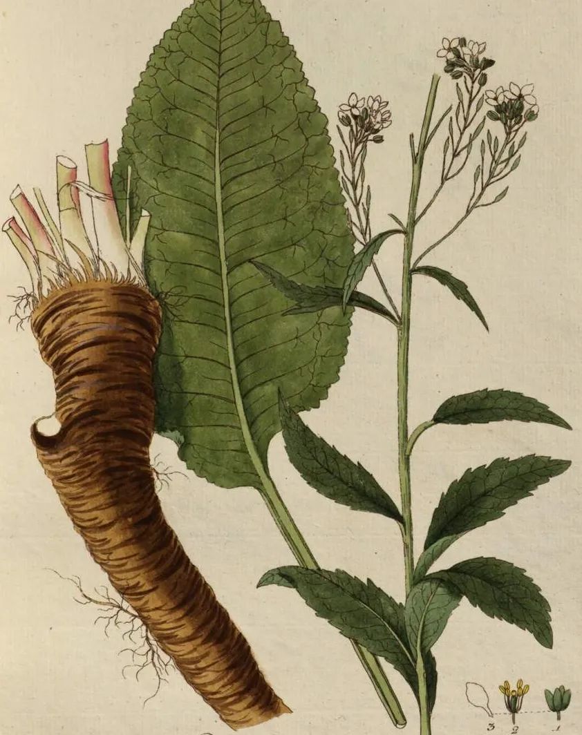 山葵辣根芥末的日语分别是什么,一文搞懂并口与串口的区别