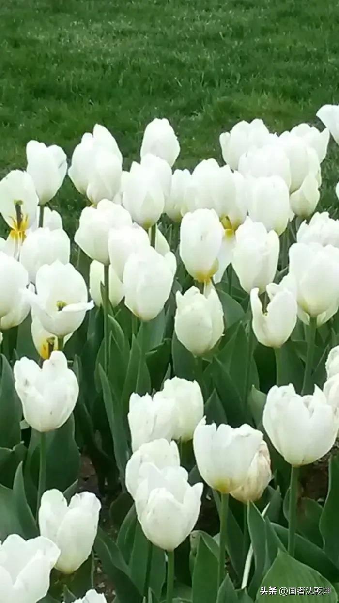 绝美郁金香花图片,绝美郁金香图片大片