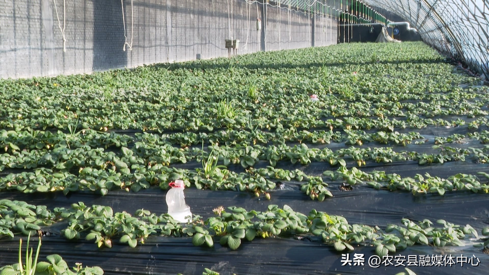 新春走基层大棚里面春意浓,新春走基层草莓种植基地