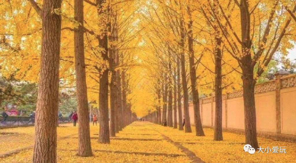 银杏最美的地方,这九个美丽的地方你想去看看吗