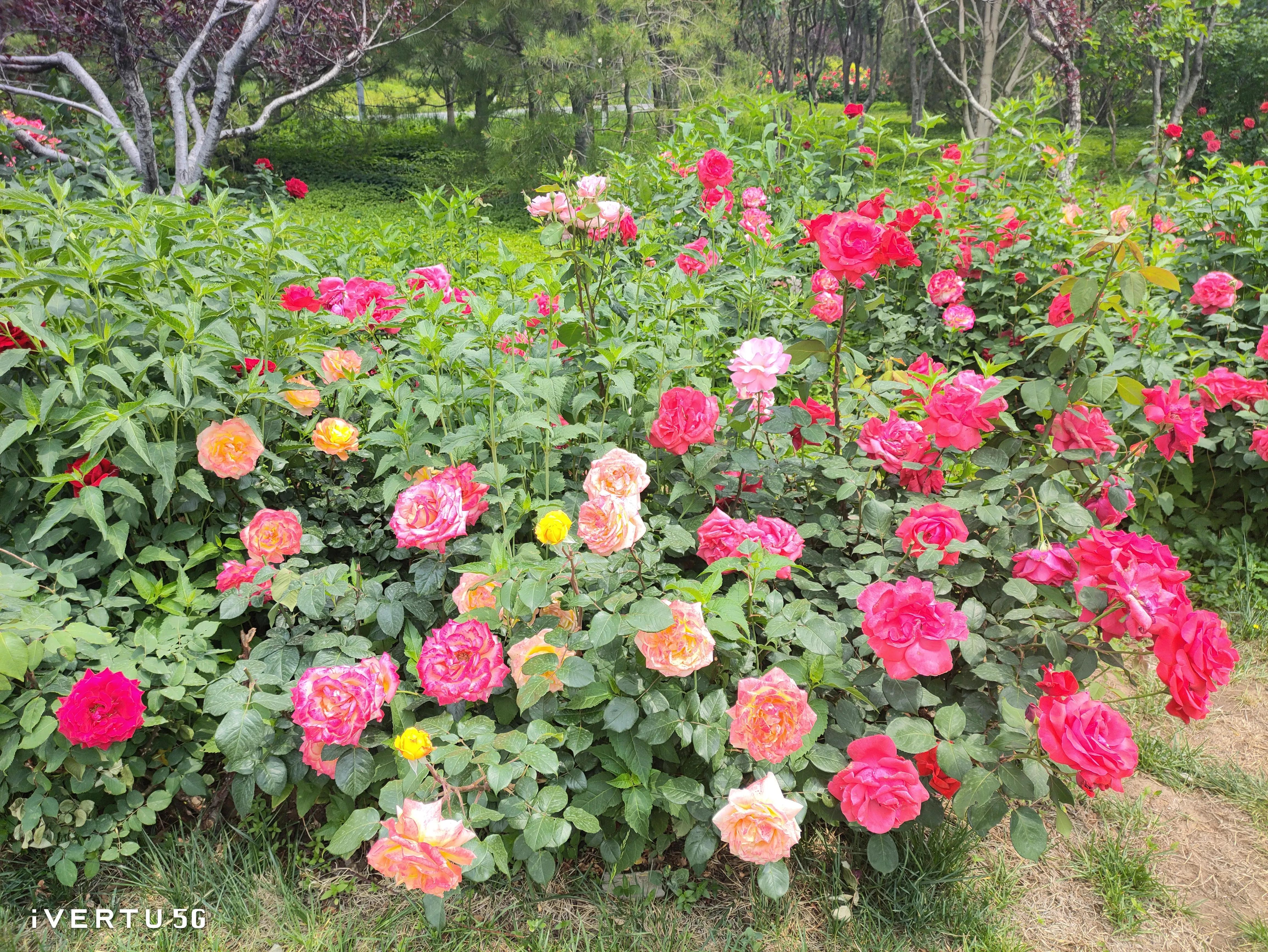 北京盆栽月季可以户外过冬吗,北京植物园市花月季
