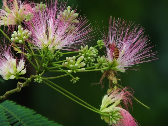 *欢合**蠲忿，赏*欢合**花古诗词