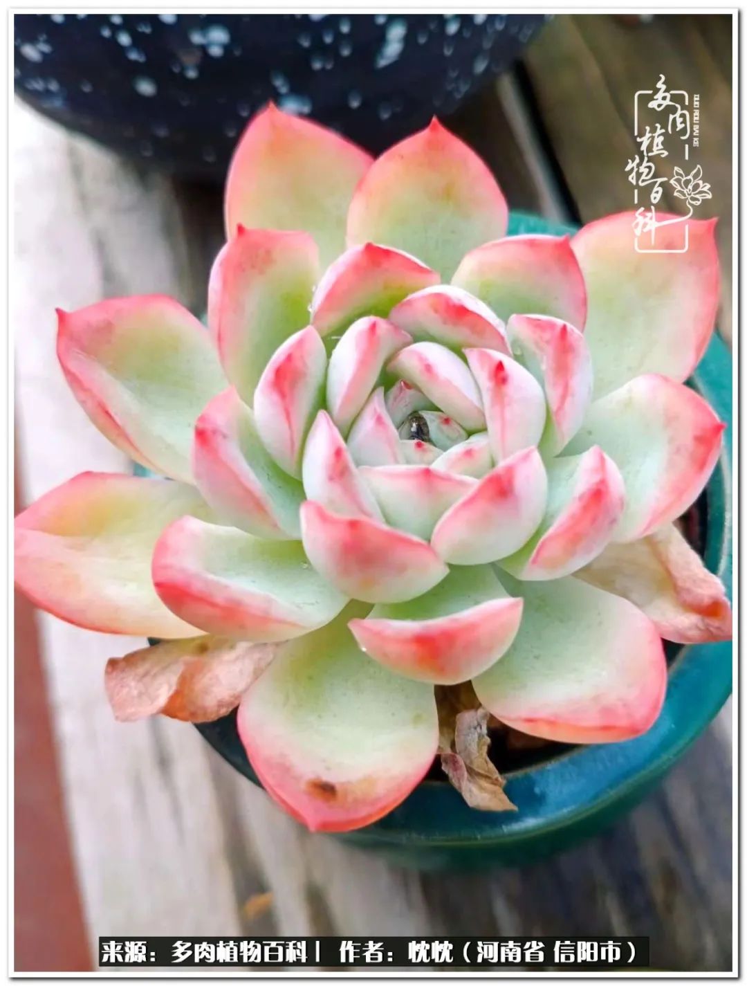 携一人白首择一城终老心之向往,携一人之手择一城终老图片