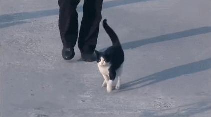 养猫有细菌浪费钱吗,养猫有用吗