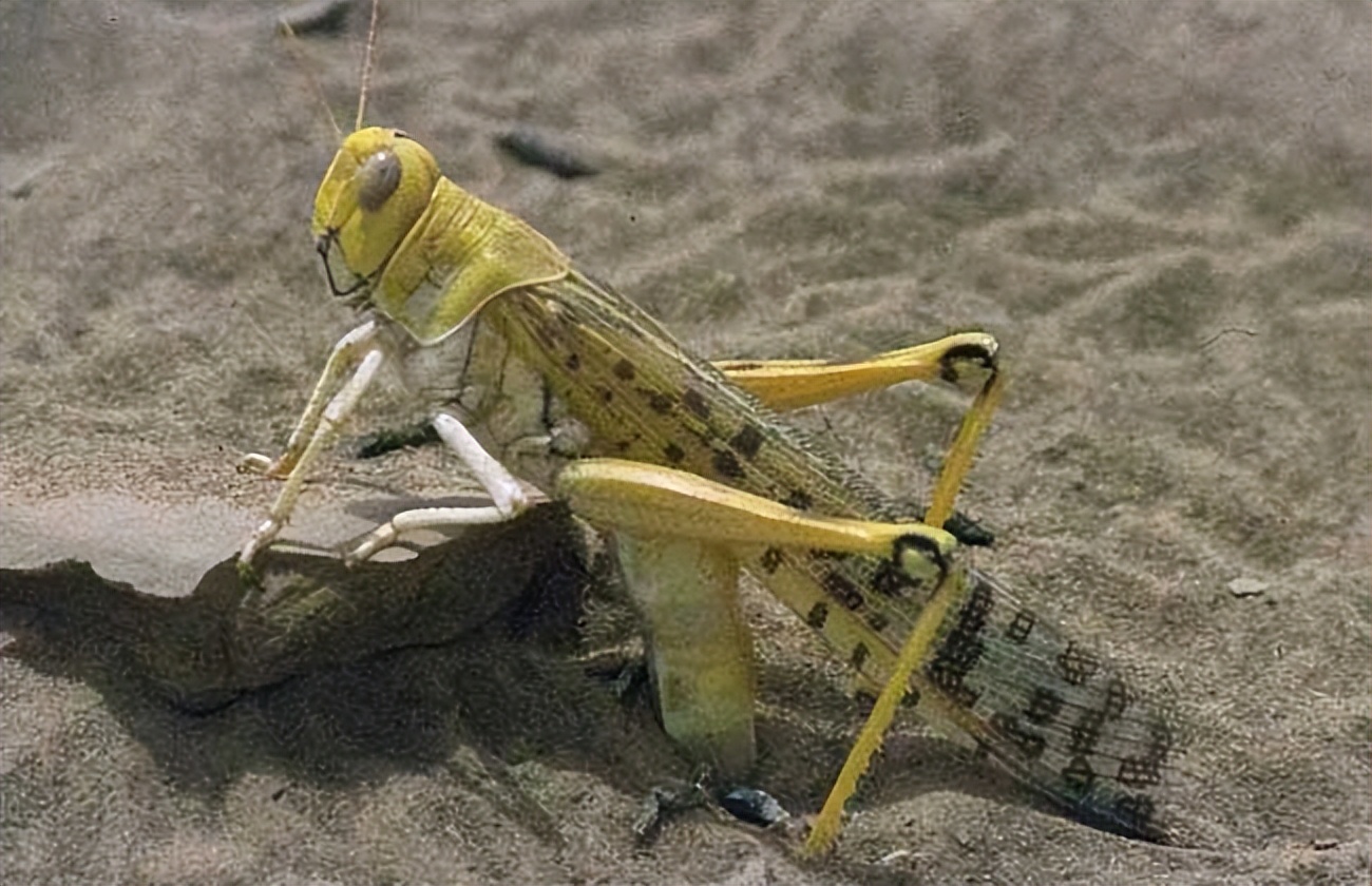 巴基斯坦冷知识10则,巴基斯坦冷知识知乎