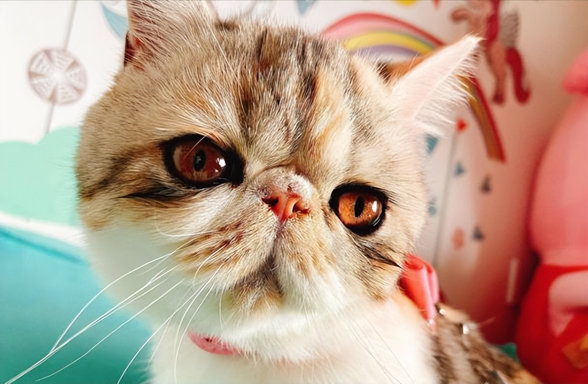 穷人养猫泪痕怎么解决,导致猫咪眼屎多的原因有哪些