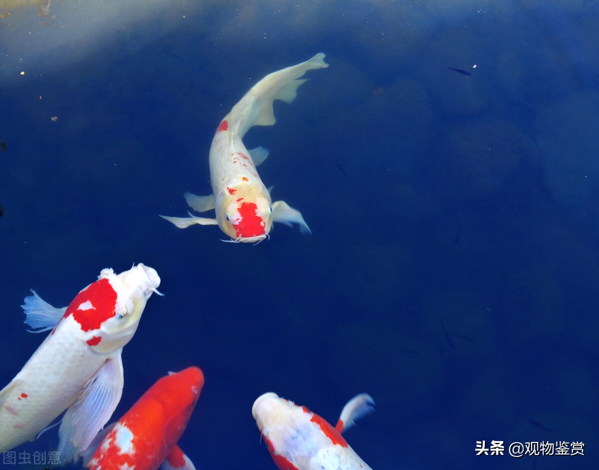 北方养锦鲤冬天怎么养,庭院怎么养锦鲤小视频