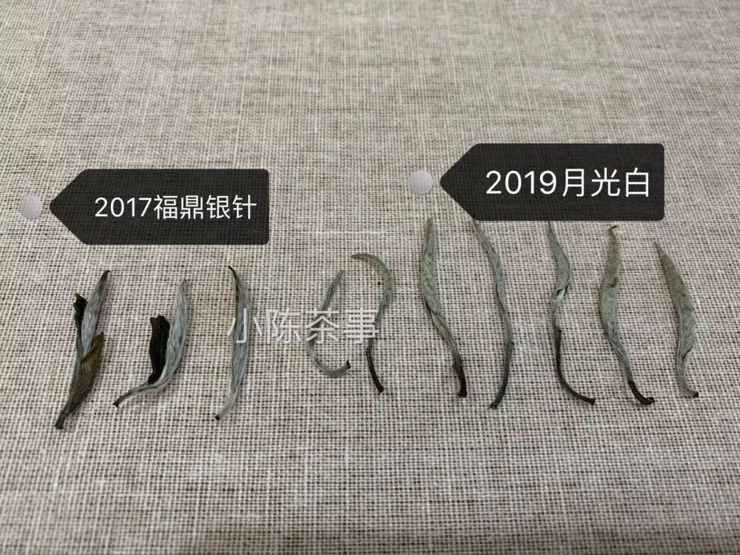 选购白毫银针只需看这5点,好的白毫银针质量鉴别