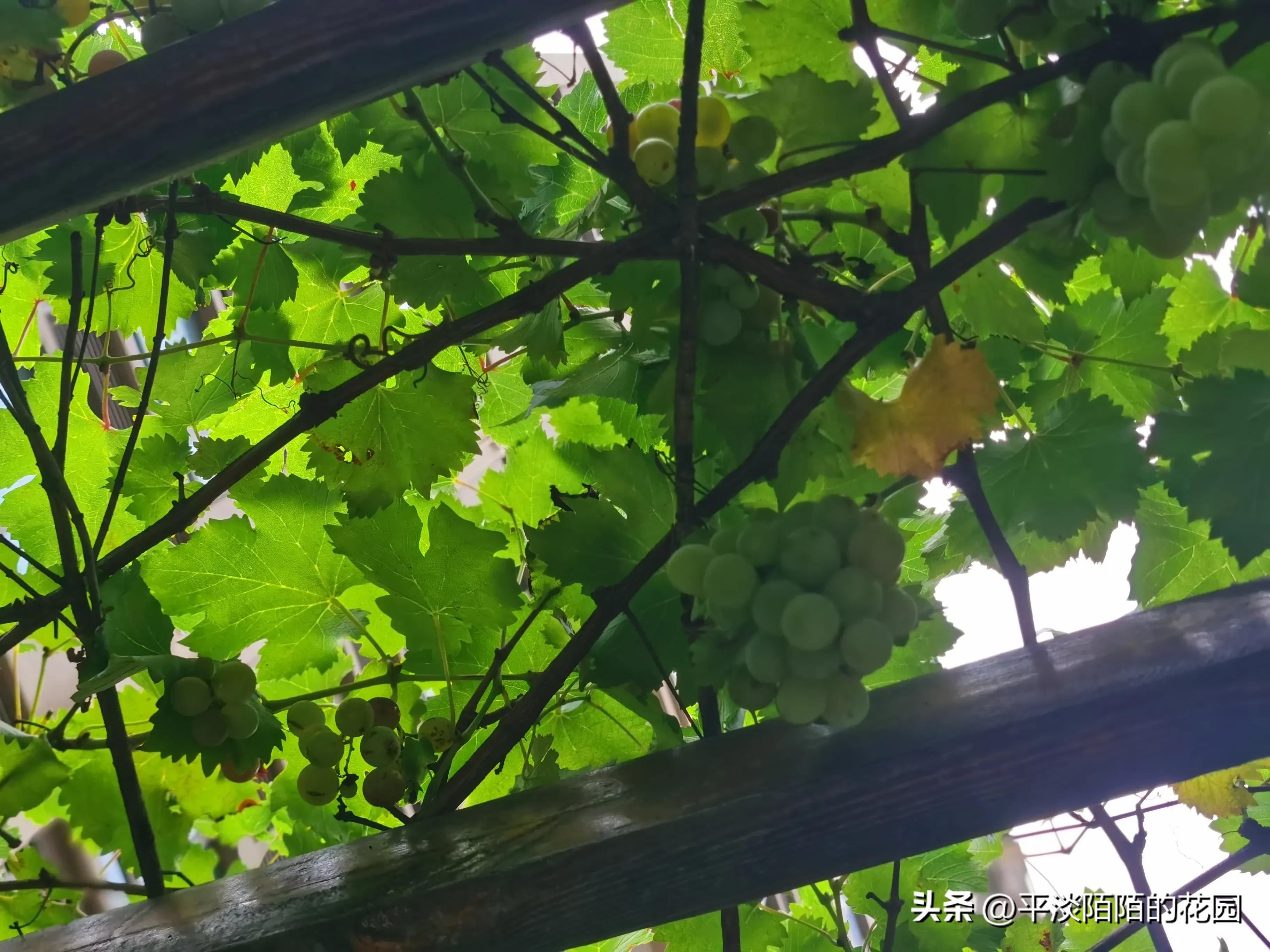 盆栽果树的病虫害治理,自家果园病虫害防治