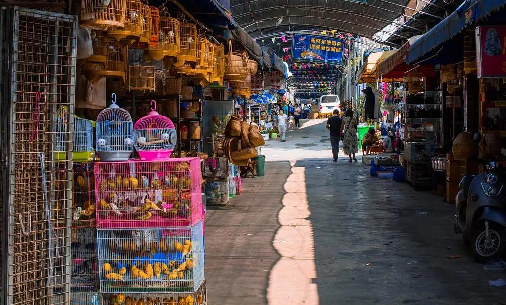 2017年商贩买了只怪鸟，卖150元都没人要，被抓才知是牢底坐穿鸟