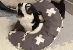 适合家养的狗狗优缺点,狗狗的优缺点