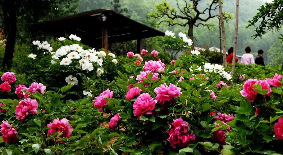 花开时节动京城的牡丹真国色,唯有牡丹真国色花开富贵动京城