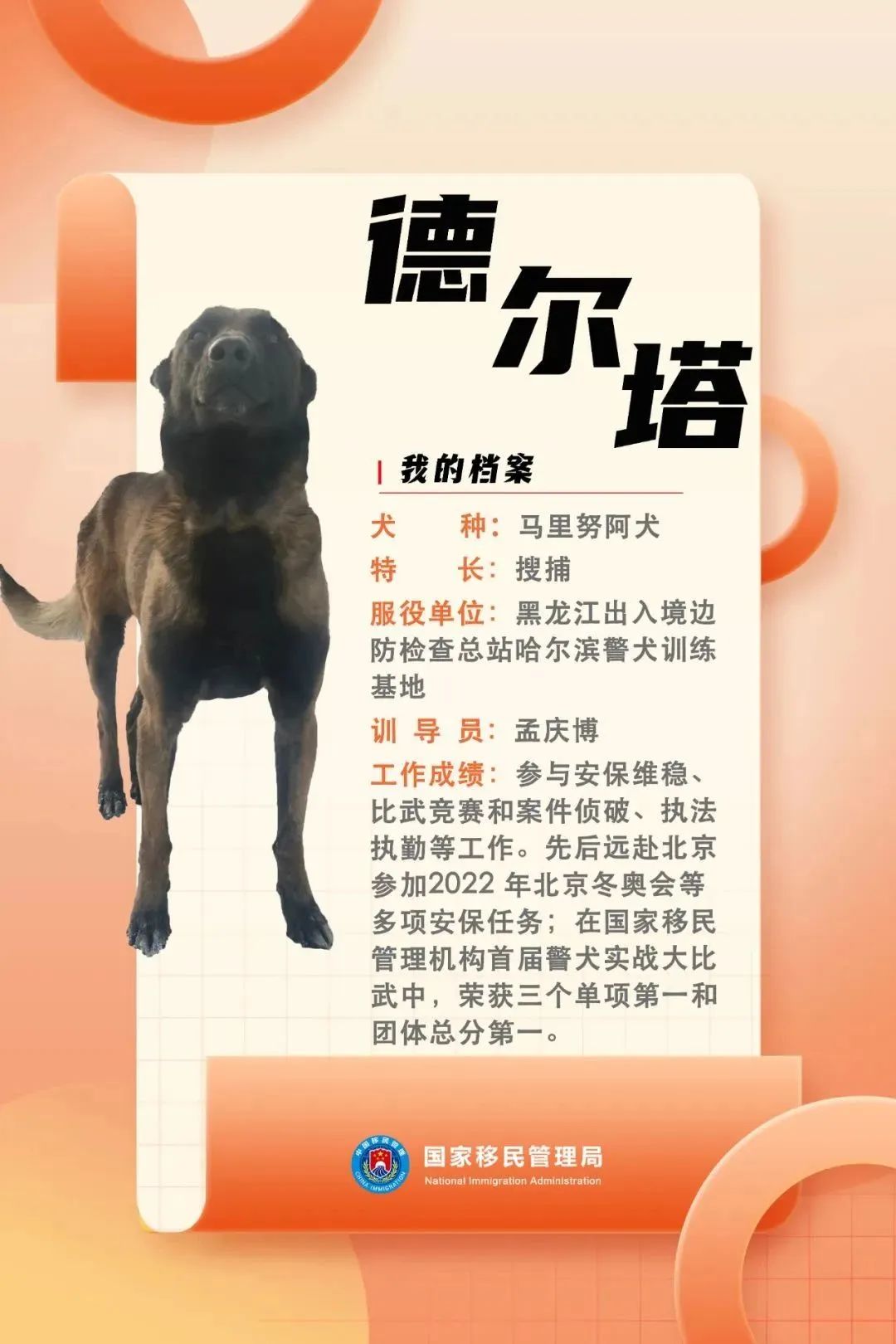 功勋犬天狼,功勋犬挑战不可能