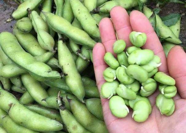 故乡留下太多的记忆,故乡留在我记忆深处的作文