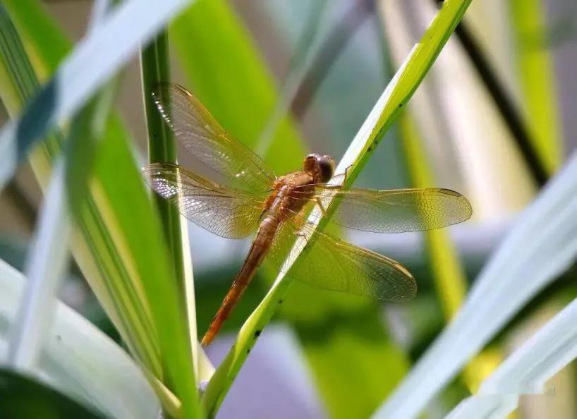 郭沫若名言把书读活,郭沫若经典语录摘录大全