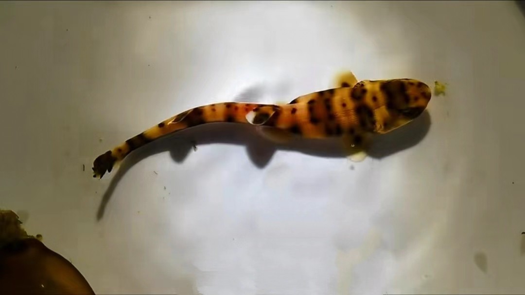 虎鲨孵化全过程,梅花鲨产卵还是产仔