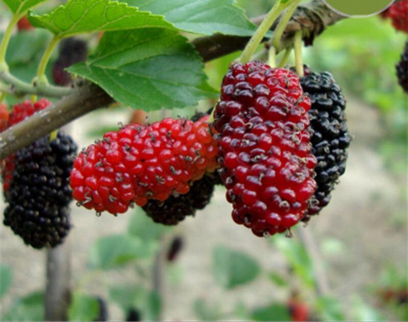 鲁北地区果桑高产栽培技术,果桑种植技术讲解