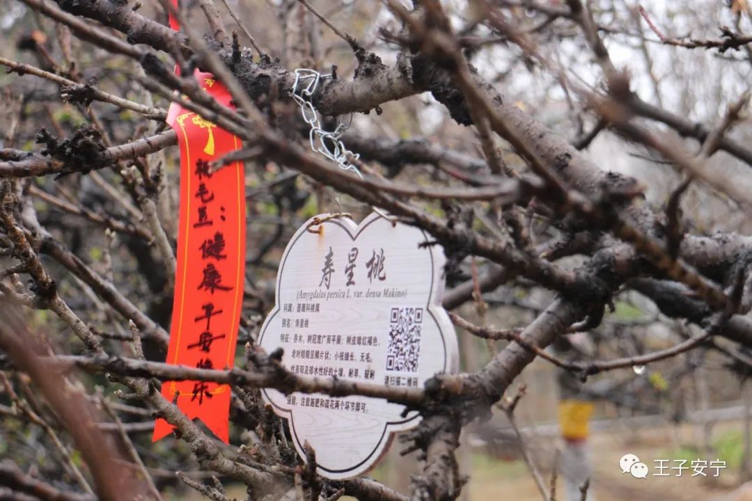 微雨，花语，嫣然风情