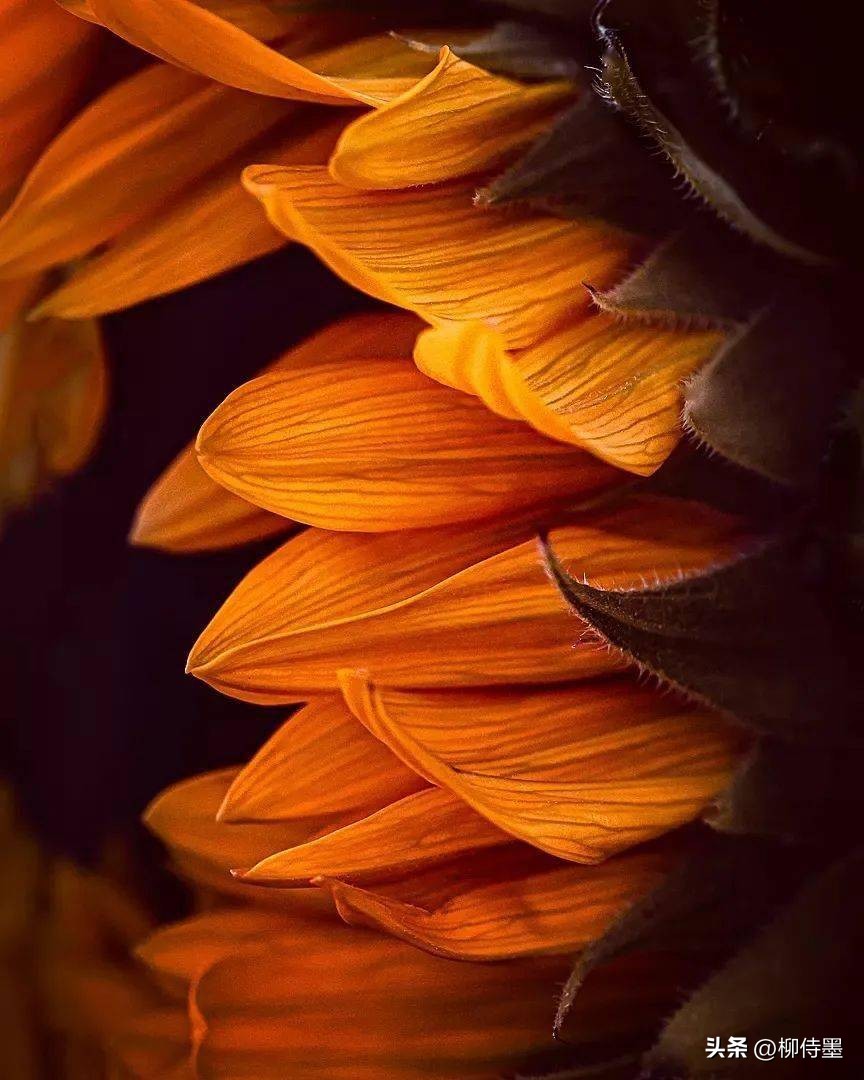 怎样用手机拍出向日葵好看的照片,向日葵怎样拍好看